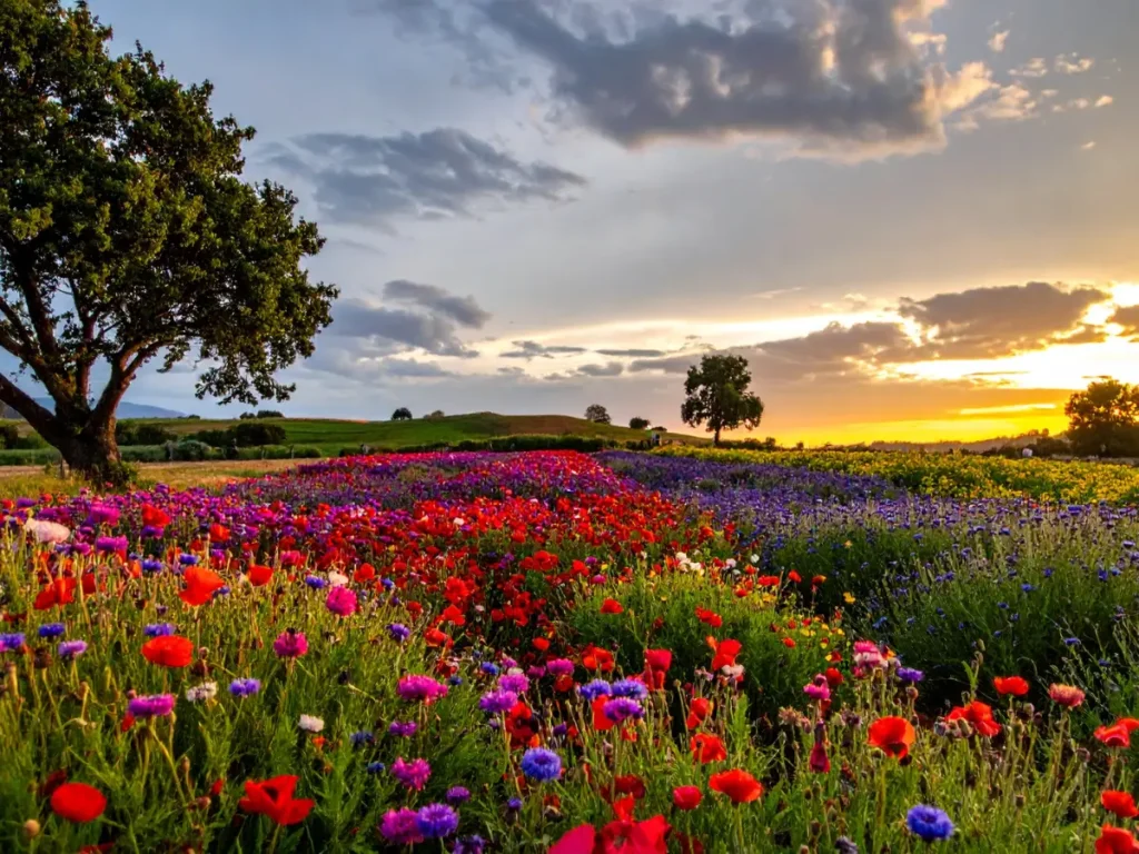 Buntes Blumenfeld in der Sonne – Symbol für ein reiches und erfülltes Leben