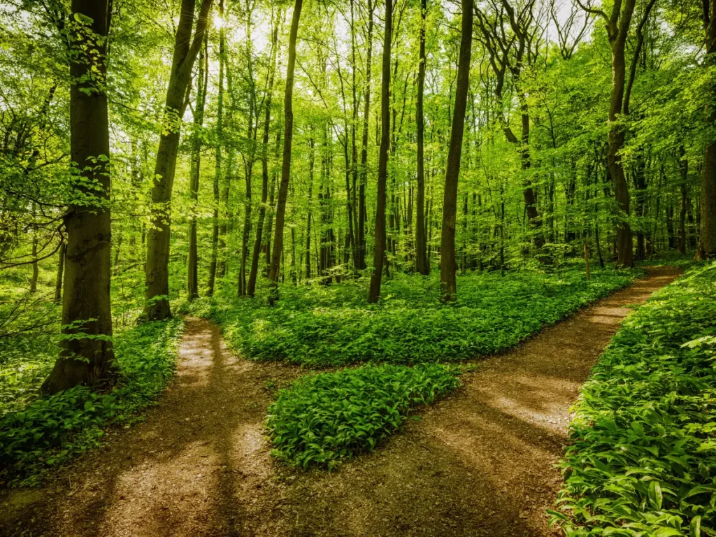 Gabelung auf einem Waldweg im Sonnenlicht – Symbol für ein anderer Weg und Alternativen