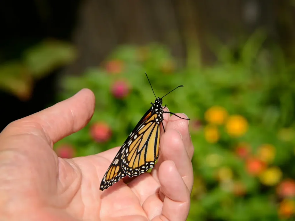 Ein Schmetterling ruht auf einer Hand – Symbol für zarte Veränderung und neue Leichtigkeit.