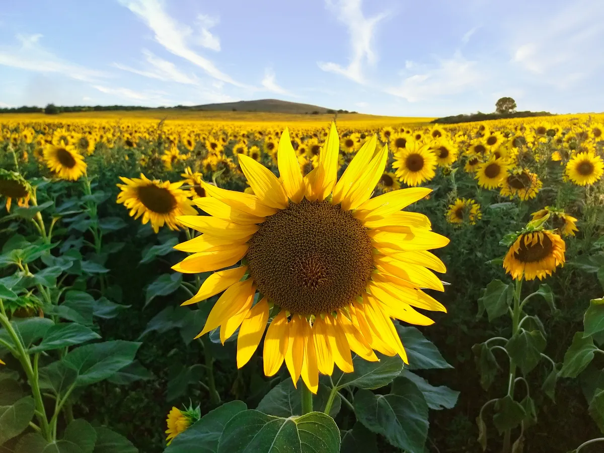 Weites Feld voller blühender Sonnenblumen unter blauem Himmel – Sinnbild für Lebensfreude, Überfluss und die Fülle des Lebens.